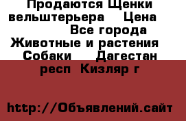 Продаются Щенки вельштерьера  › Цена ­ 27 000 - Все города Животные и растения » Собаки   . Дагестан респ.,Кизляр г.